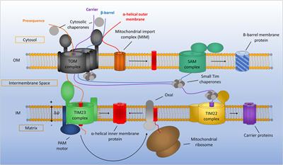 Frontiers | Targeting And Insertion Of Membrane Proteins In Mitochondria